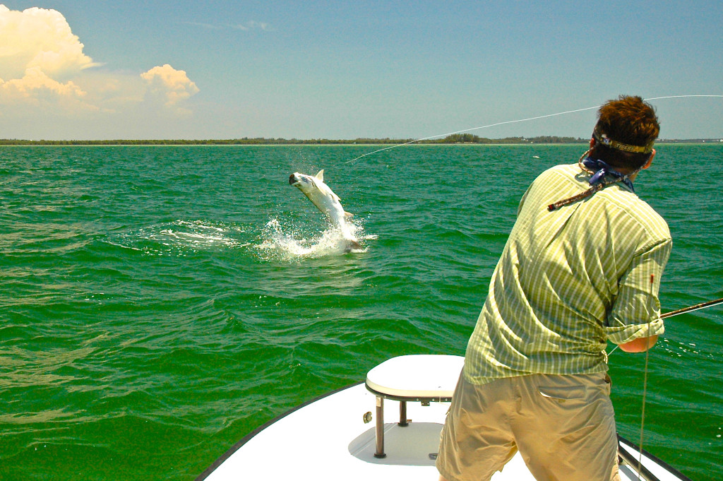 Tarpon Fly Fishing Tampa Bay, St. Petersburg, Bradenton, Anna Maria.