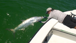 Tarpon Fly Fishing Tampa Bay With Captain Russ Shirley of Salty Fly Charters.