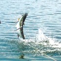 2015 Tarpon Season • Tampa Bay Fly Fishing Reports from Salty Fly Charters