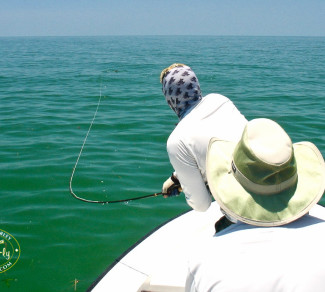 St. Pete Tarpon Fly Fishing