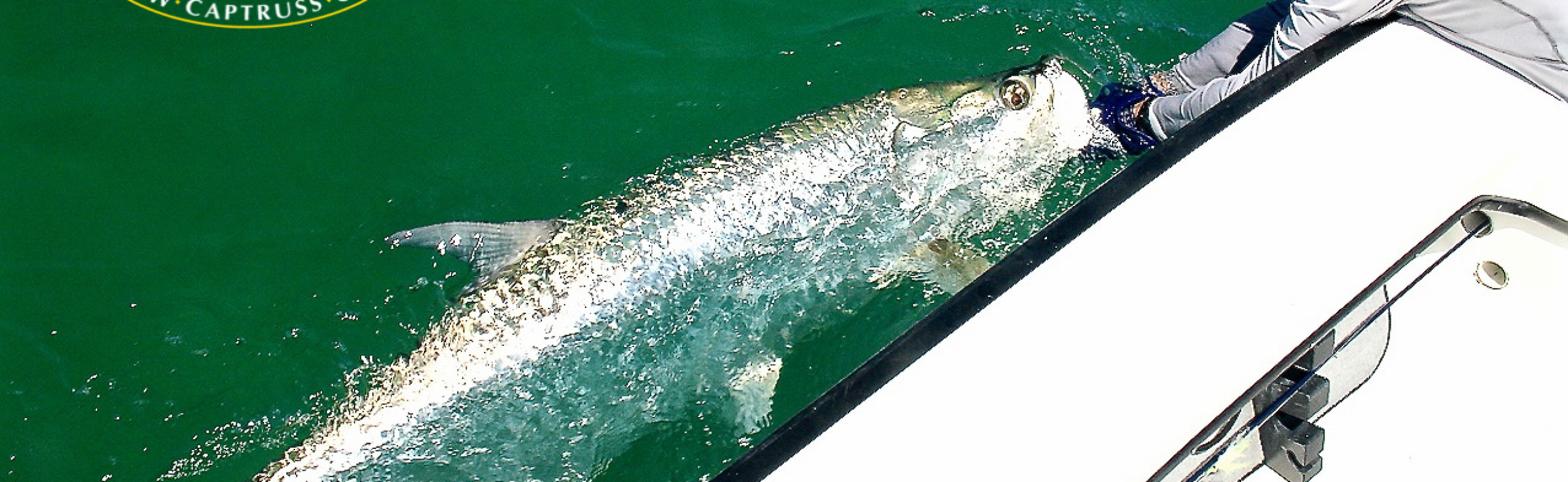 Largest male tarpon seen on the 'Salty Fly'.