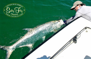 Largest male tarpon seen on the 'Salty Fly'.