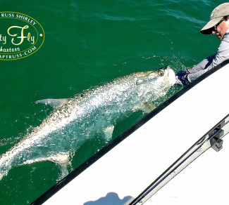 Largest male tarpon seen on the 'Salty Fly'.