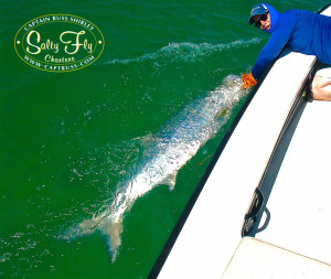 Tampa Bay Tarpon Fly Fishing With Captain Russ Shirley