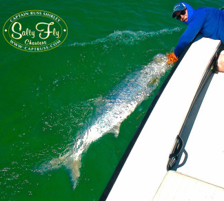 Tampa Bay Tarpon Fly Fishing With Captain Russ Shirley