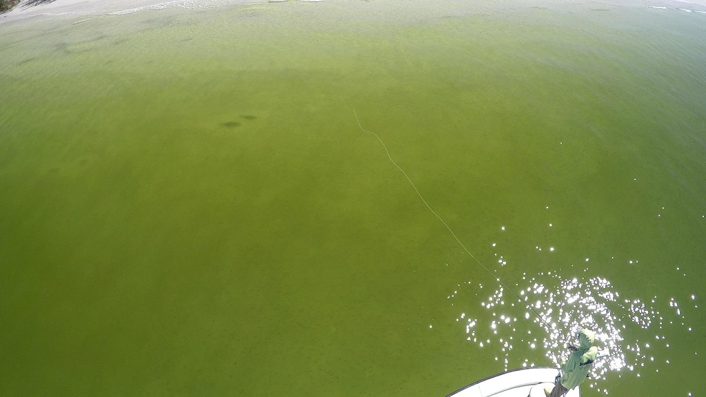 Beach Snook Fly Casting