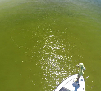 Beach Snook Fly Casting 4