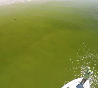 St. Petersburg Beach Snook Fly Fishing 5