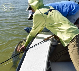 St. Petersburg Tarpon Fly Fishing Guide