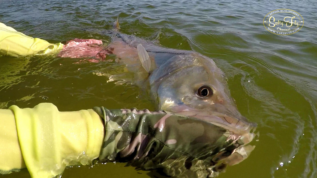 Snook Closeup In Water sm