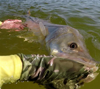 Snook Closeup In Water sm