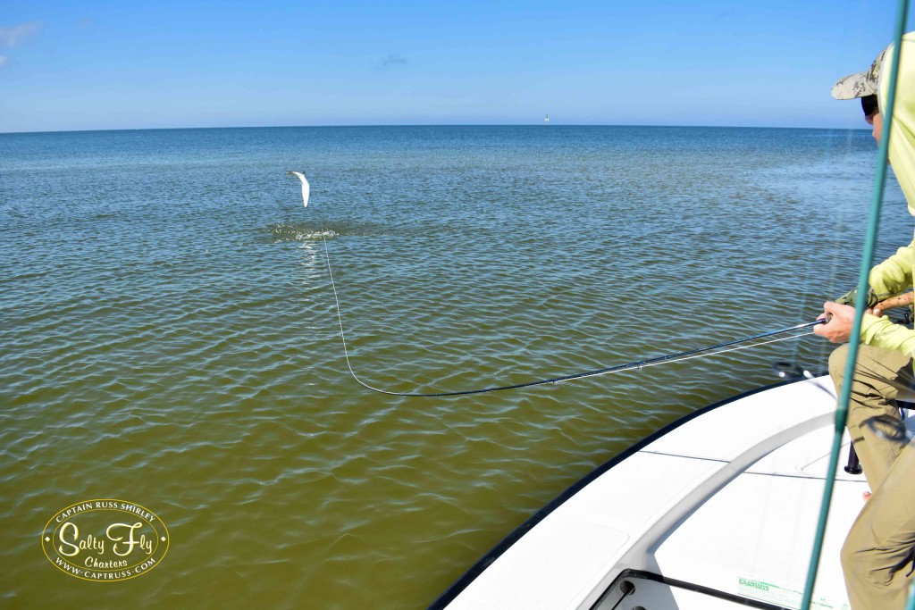 Sonder with Tarpon on fly