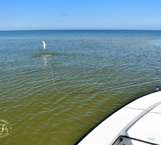 Tampa Bay Tarpon Fly Fishing With Captain Russ Shirley