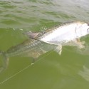 Fly Fishing For Tarpon In St Petersburg (2018)