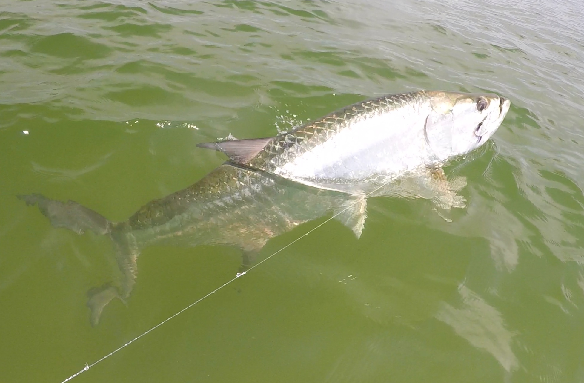 Fly fishing for Tarpon. Leader and Tarpon at boat side.