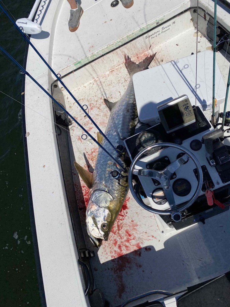 140 LB Tarpon Jumps In boat In St. Petersburg