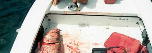 Stop Tarpon From Jumping In The Boat. It’s Time to Dance!